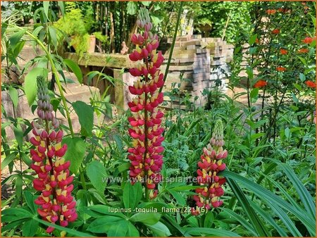 Lupinus &#39;Tequila Flame&#39; (pot 11 cm)