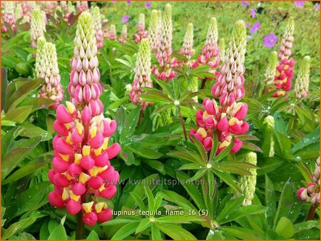 Lupinus &#39;Tequila Flame&#39; (pot 11 cm)