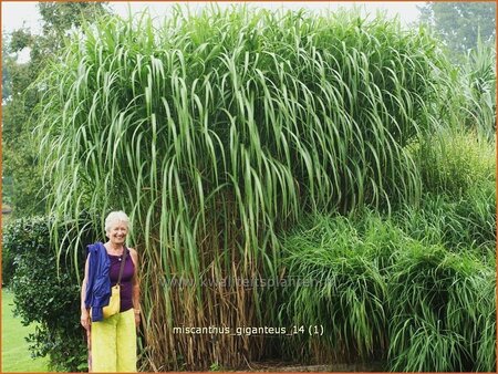 Miscanthus giganteus (pot 11 cm)