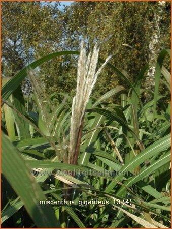 Miscanthus giganteus (pot 11 cm)