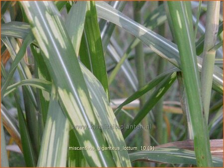Miscanthus giganteus &#39;Lottum&#39; (pot 11 cm)