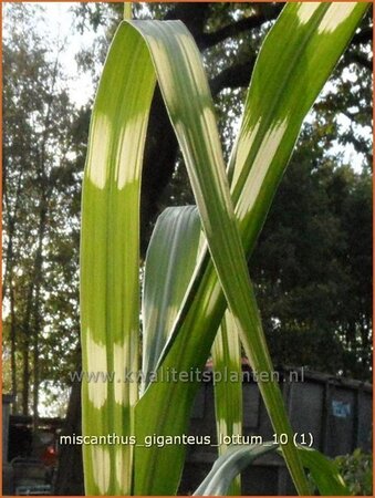 Miscanthus giganteus &#39;Lottum&#39; (pot 11 cm)