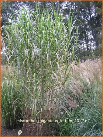Miscanthus giganteus &#39;Lottum&#39; (pot 11 cm)