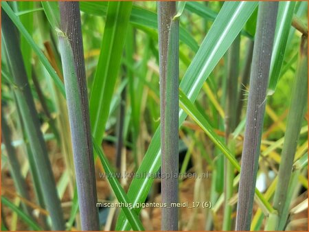 Miscanthus giganteus &#39;Meidl&#39; (pot 11 cm)