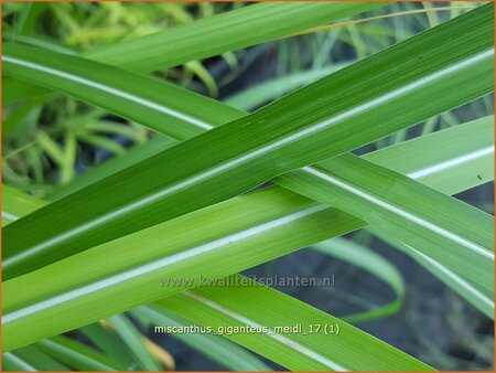 Miscanthus giganteus &#39;Meidl&#39; (pot 11 cm)