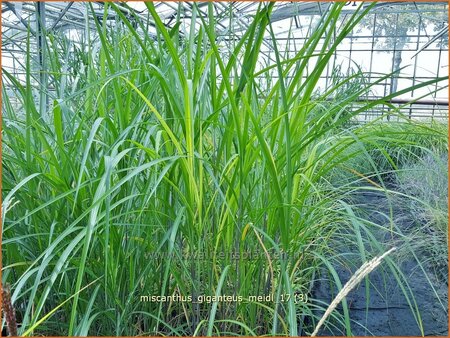 Miscanthus giganteus &#39;Meidl&#39; (pot 11 cm)