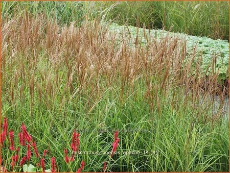 Miscanthus sinensis &#39;Apache&#39; (pot 11 cm)