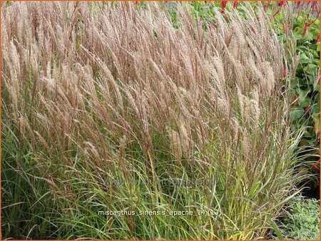 Miscanthus sinensis &#39;Apache&#39; (pot 11 cm)