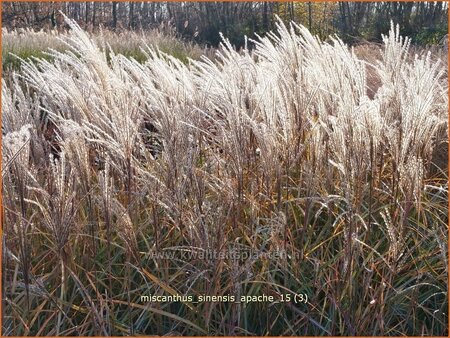 Miscanthus sinensis &#39;Apache&#39; (pot 11 cm)