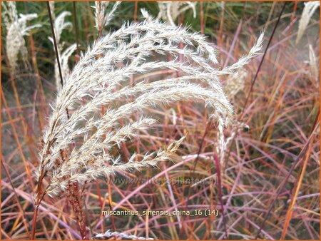 Miscanthus sinensis &#39;China&#39; (pot 11 cm)