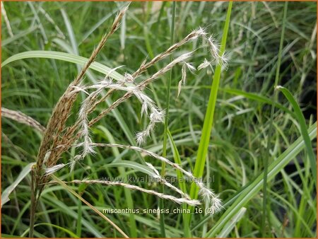 Miscanthus sinensis &#39;China&#39; (pot 11 cm)