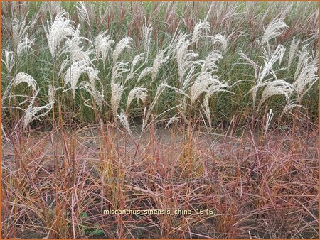 Miscanthus sinensis &#39;China&#39; (pot 11 cm)