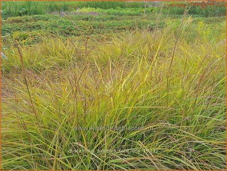 Miscanthus sinensis &#39;Cute One&#39; (pot 11 cm)