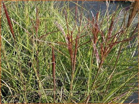 Miscanthus sinensis 'Dread Locks' (pot 11 cm)