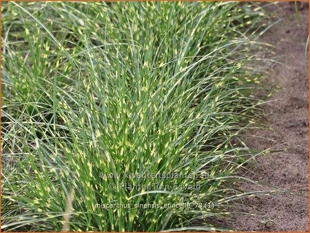 Miscanthus sinensis &#39;Etincelle&#39; (pot 11 cm)