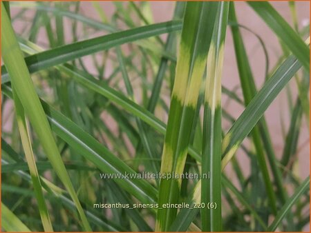 Miscanthus sinensis &#39;Etincelle&#39; (pot 11 cm)