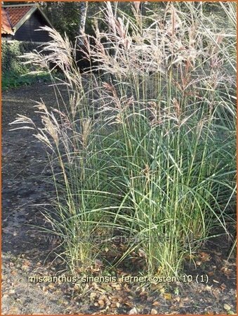 Miscanthus sinensis 'Ferner Osten' (pot 11 cm)