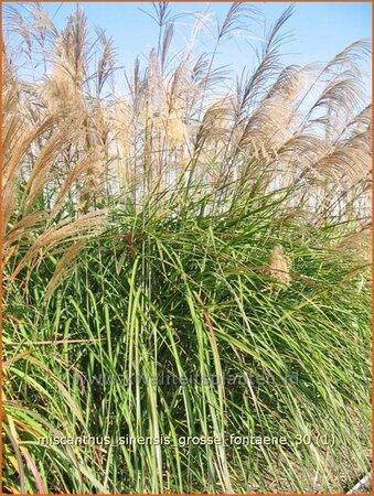 Miscanthus sinensis 'Große Fontäne' (pot 11 cm)