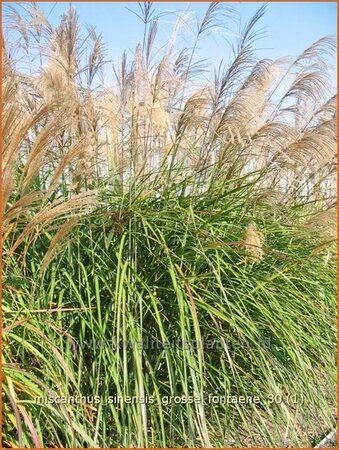 Miscanthus sinensis &#39;Große Fontäne&#39; (pot 11 cm)