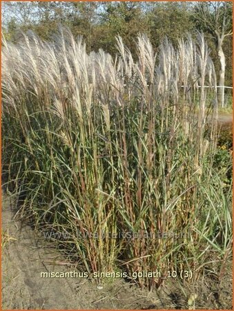 Miscanthus sinensis 'Goliath' (pot 11 cm)