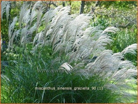 Miscanthus sinensis &#39;Graziella&#39; (pot 11 cm)