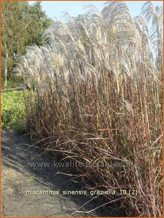 Miscanthus sinensis &#39;Graziella&#39; (pot 11 cm)