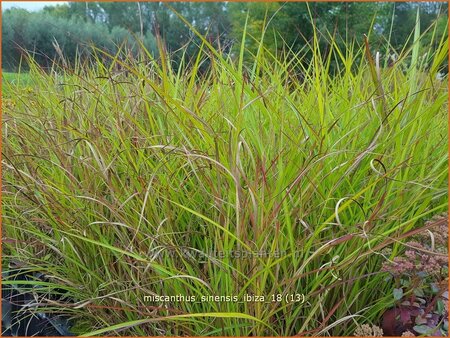 Miscanthus sinensis &#39;Ibiza&#39; (pot 11 cm)