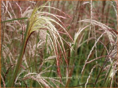 Miscanthus sinensis 'Kaskade' (pot 11 cm)