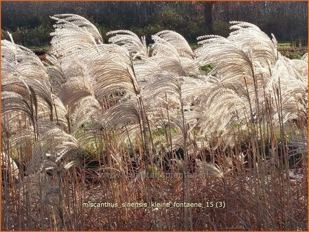 Miscanthus sinensis &#39;Kleine Fontäne&#39; (pot 11 cm)