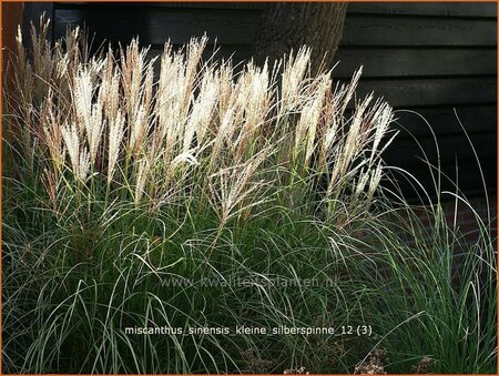 Miscanthus sinensis &#39;Kleine Silberspinne&#39; (pot 11 cm)