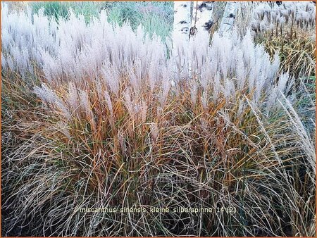 Miscanthus sinensis &#39;Kleine Silberspinne&#39; (pot 11 cm)