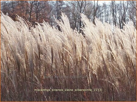 Miscanthus sinensis &#39;Kleine Silberspinne&#39; (pot 11 cm)