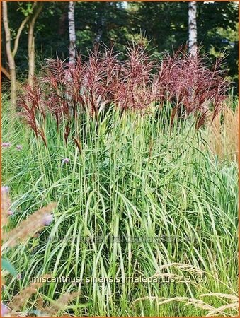 Miscanthus sinensis &#39;Malepartus&#39; (pot 11 cm)