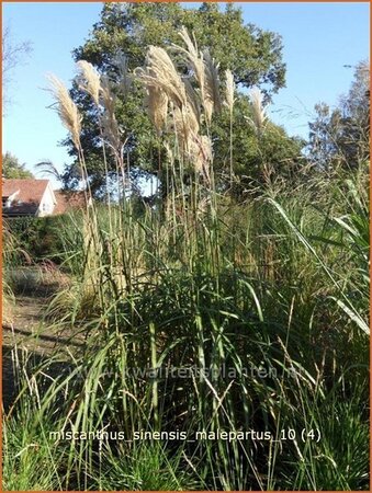 Miscanthus sinensis &#39;Malepartus&#39; (pot 11 cm)