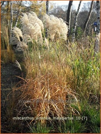 Miscanthus sinensis &#39;Malepartus&#39; (pot 11 cm)