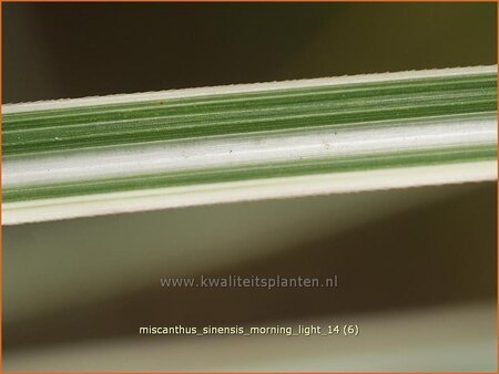 Miscanthus sinensis &#39;Morning Light&#39; (pot 11 cm)