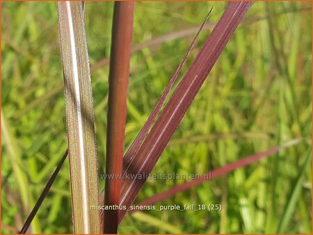 Miscanthus sinensis &#39;Purple Fall&#39; (pot 11 cm)