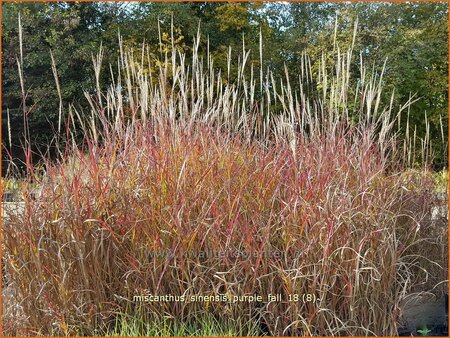 Miscanthus sinensis &#39;Purple Fall&#39; (pot 11 cm)