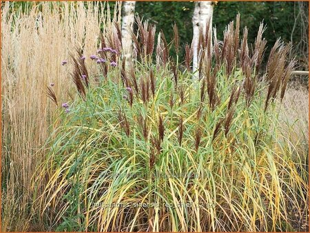 Miscanthus sinensis &#39;Red Chief&#39; (pot 11 cm)