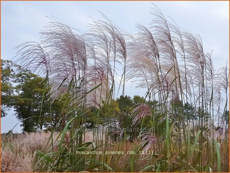 Miscanthus sinensis &#39;Rosi&#39; (pot 11 cm)