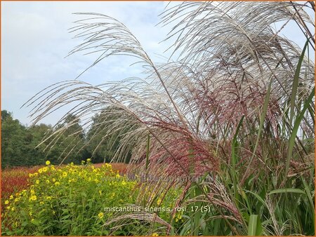 Miscanthus sinensis &#39;Rosi&#39; (pot 11 cm)