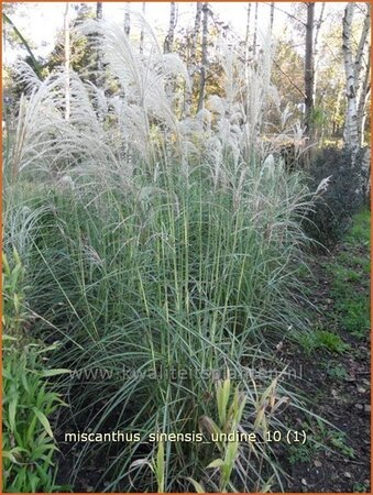 Miscanthus sinensis &#39;Undine&#39; (pot 11 cm)