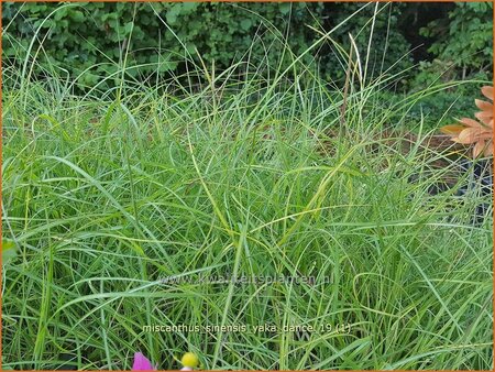 Miscanthus sinensis &#39;Yaka Dance&#39; (pot 11 cm)