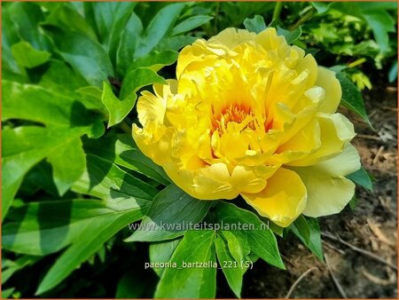 Paeonia &#39;Bartzella&#39; (pot 11 cm)