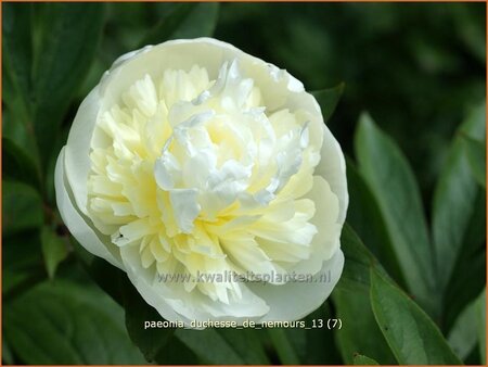 Paeonia &#39;Duchesse de Nemours&#39; (pot 11 cm)