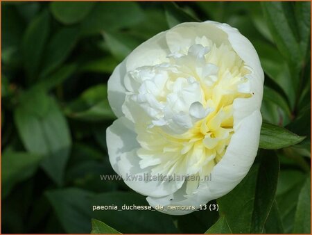 Paeonia &#39;Duchesse de Nemours&#39; (pot 11 cm)
