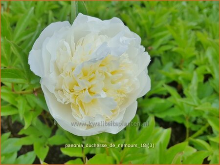 Paeonia &#39;Duchesse de Nemours&#39; (pot 11 cm)