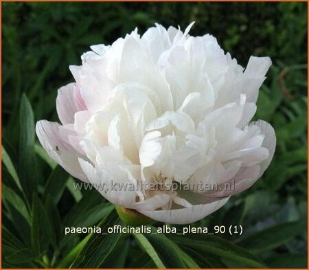 Paeonia officinalis &#39;Alba Plena&#39; (pot 11 cm)