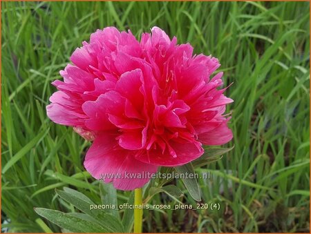 Paeonia officinalis &#39;Rosea Plena&#39; (pot 11 cm)