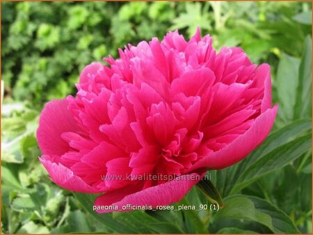 Paeonia officinalis &#39;Rosea Plena&#39; (pot 11 cm)